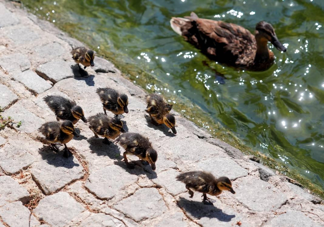 Kuğulu Park'ın sevimli ördek yavruları suya dalış yaptı 10